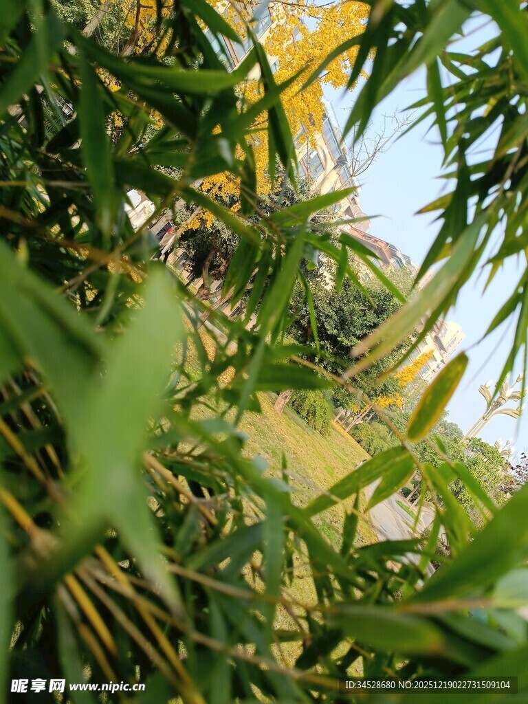 翠绿竹林间的自然景致