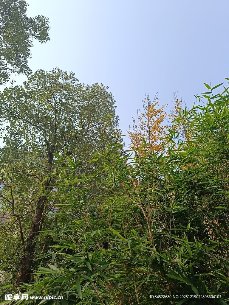 茂密树林中的清新景致