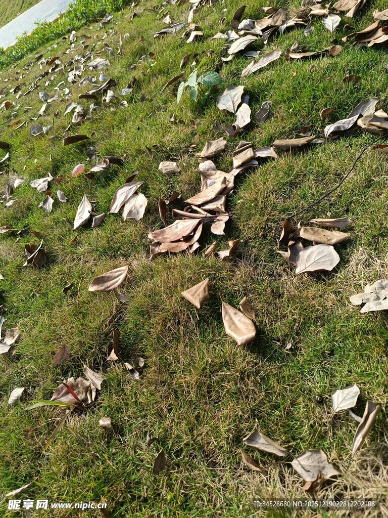 草地上散落的碎石块