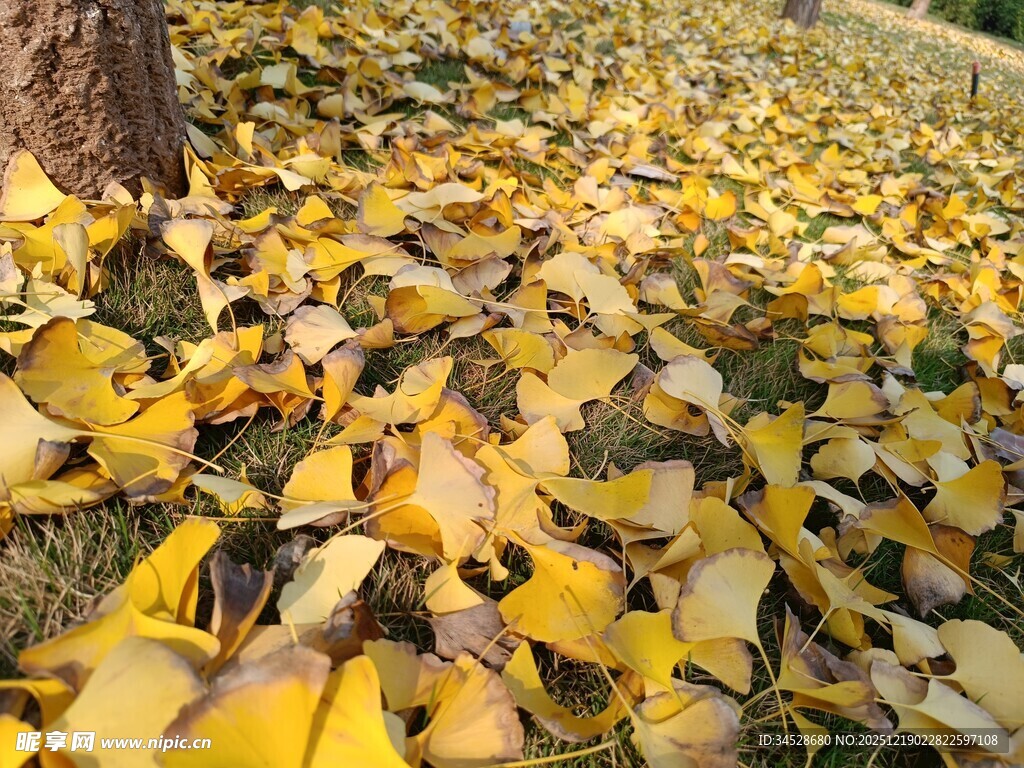 秋日银杏落叶铺满地面