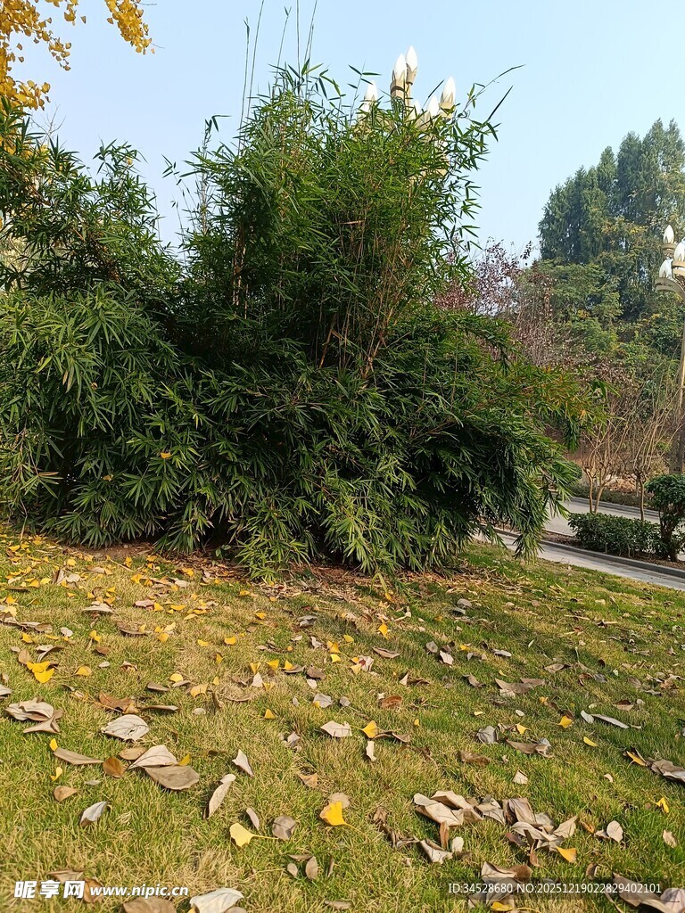 秋日草地旁的葱郁灌木丛