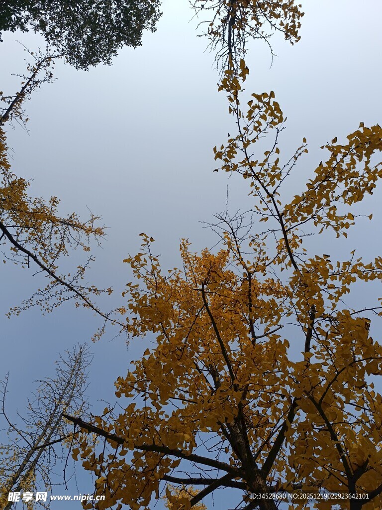 秋日银杏树枝映蓝天