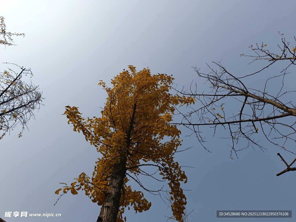 秋日金黄银杏树