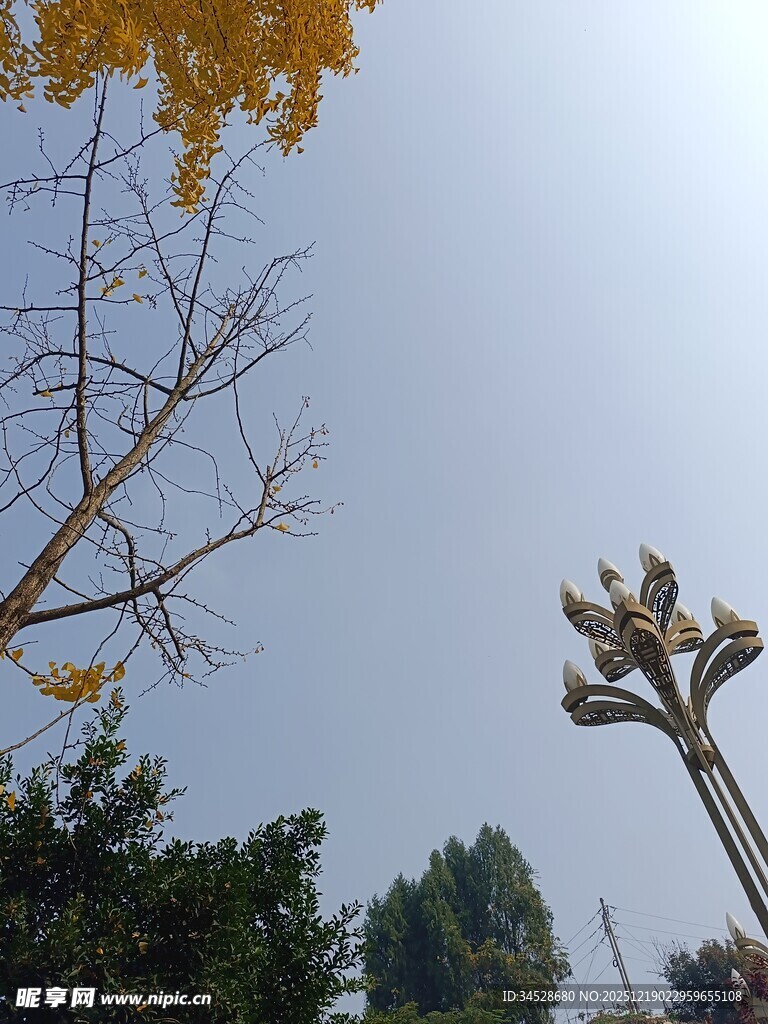 秋日树梢与路灯景致