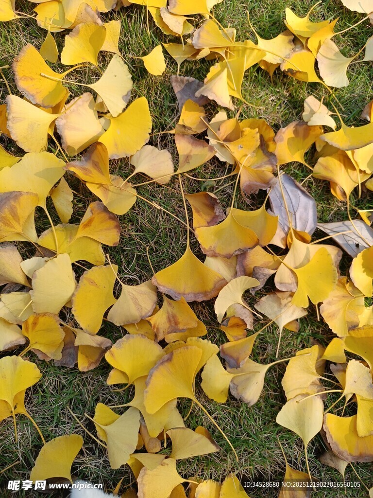 银杏落叶铺就秋日美景