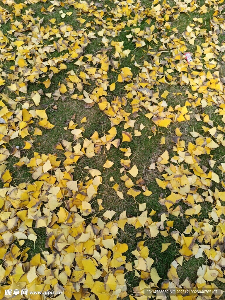 秋日落叶铺满地面景象