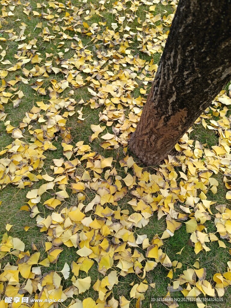 树下金黄银杏叶