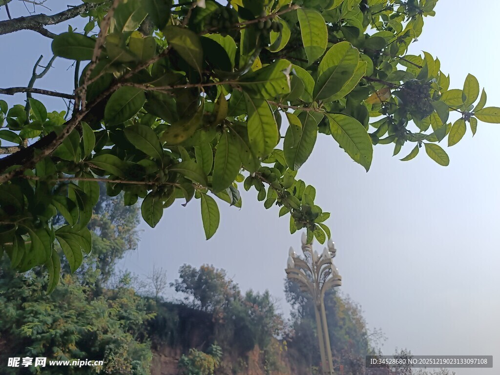 山林间繁茂枝叶与远景