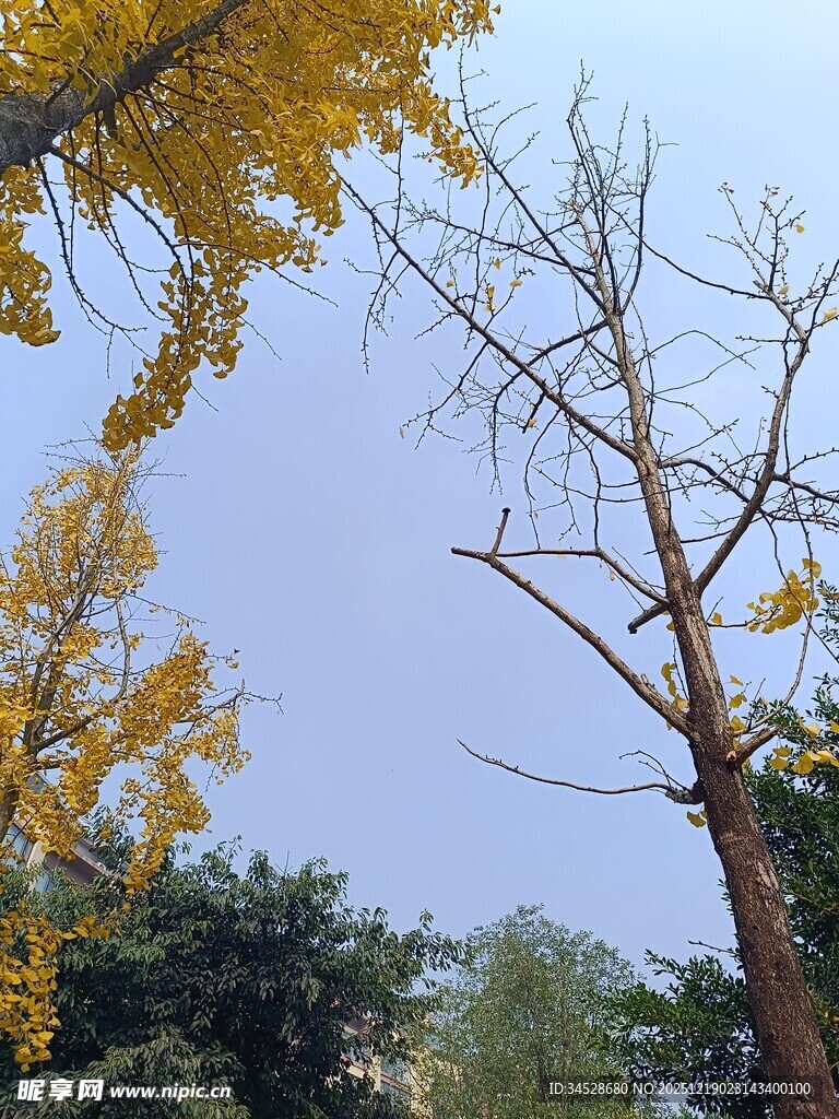 秋日银杏与光秃树木景观