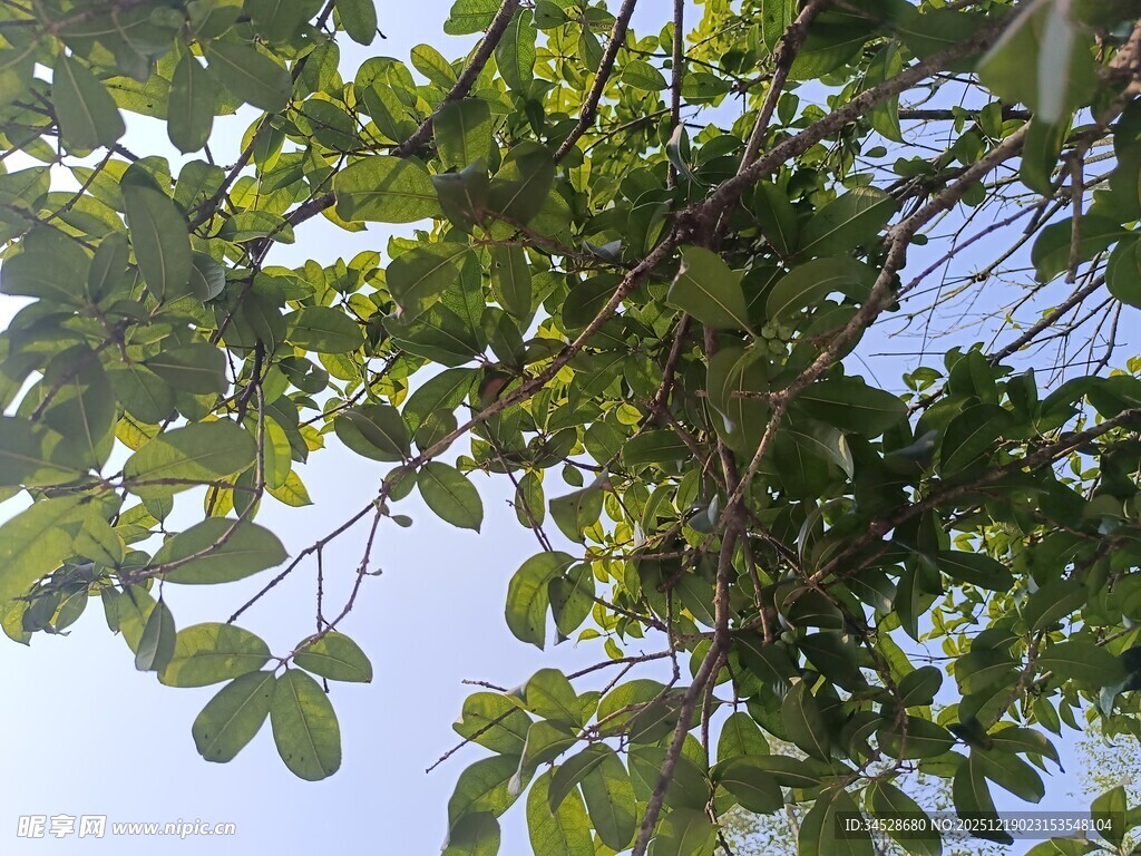 绿叶繁花下的蓝天景致