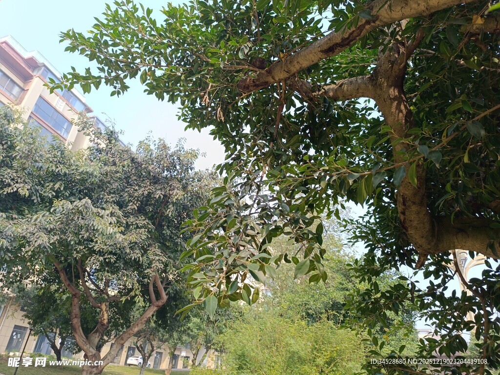 繁茂绿树间的户外景致