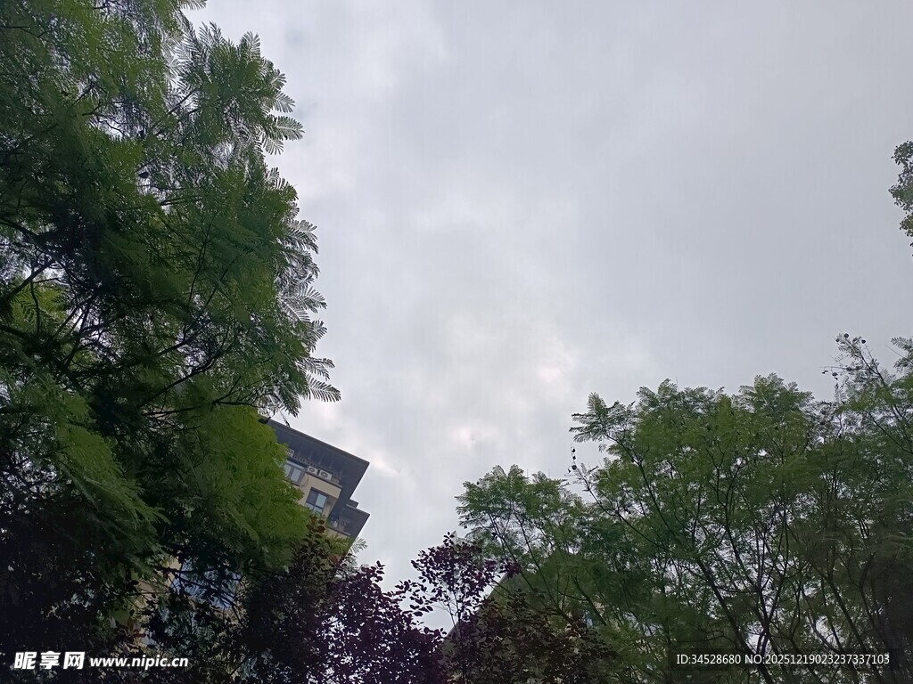 绿树掩映下的天空