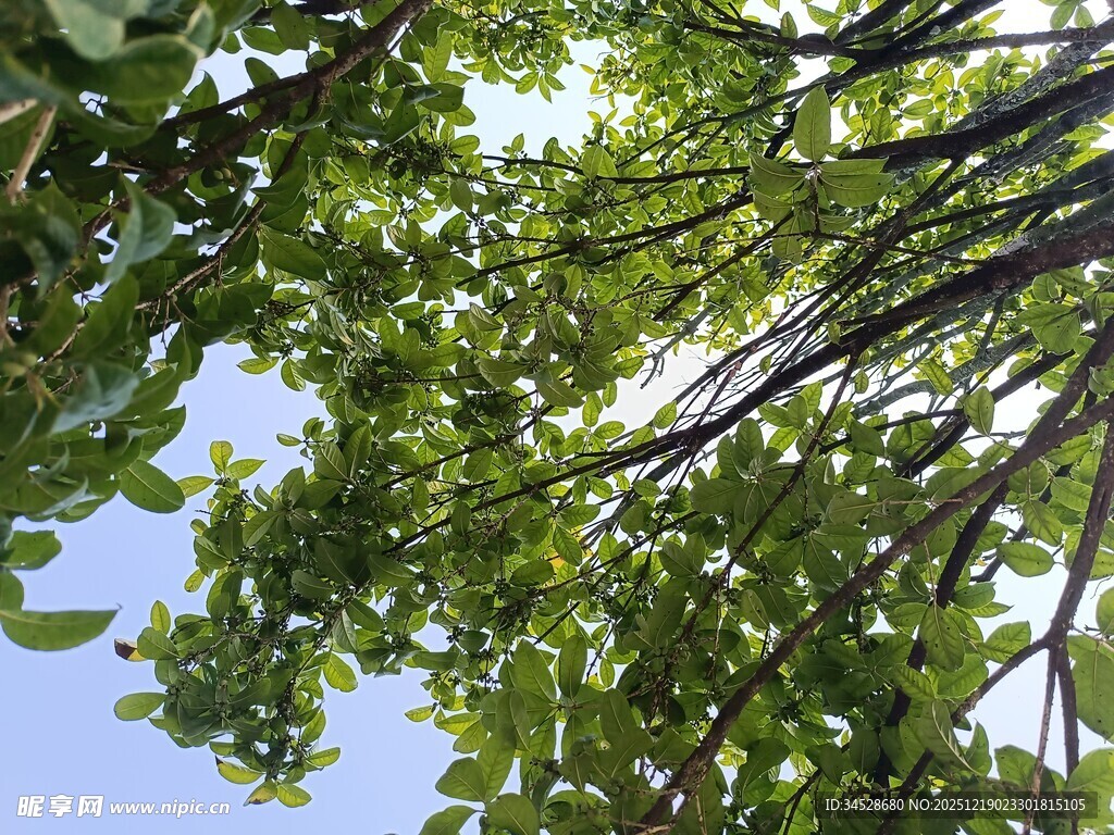 仰视繁茂绿树蓝天景象