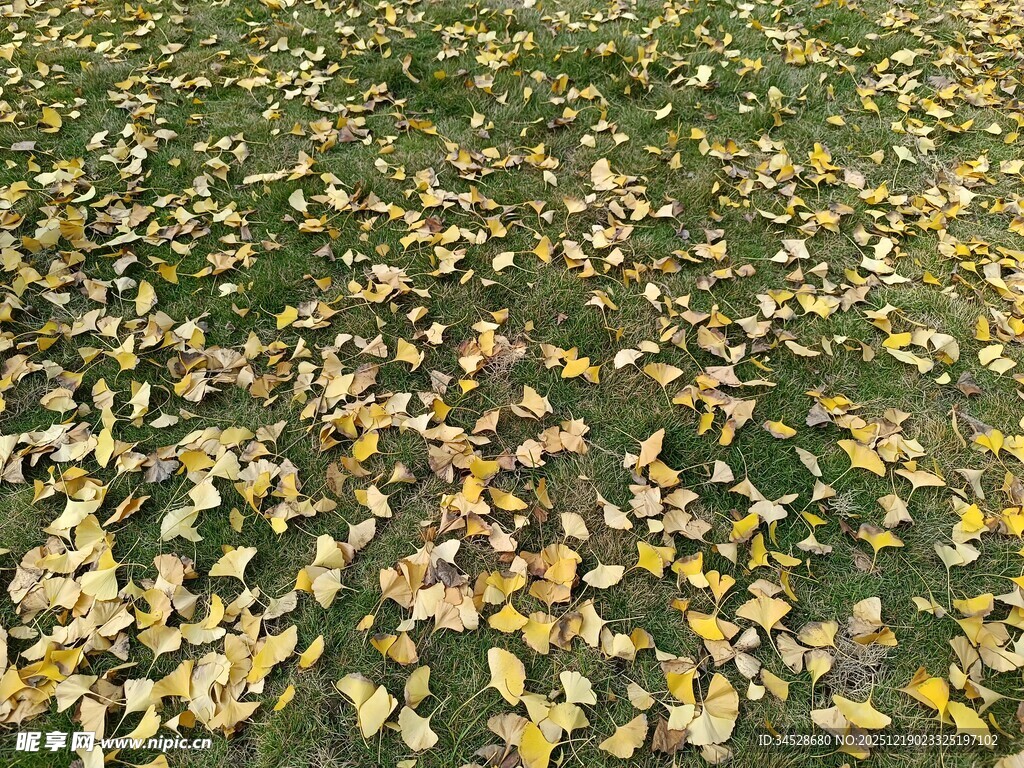 秋日草地落满金黄树叶