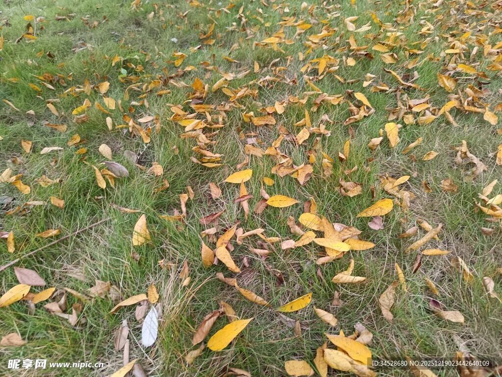 草地散落的斑斓秋叶