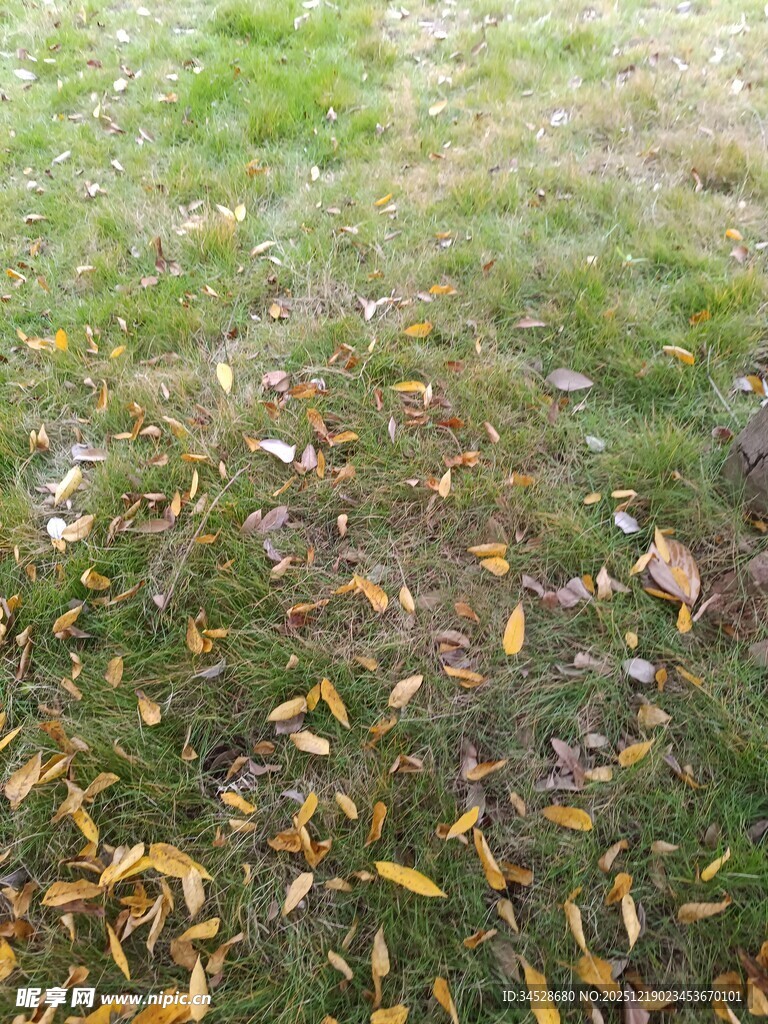 秋日草地落叶景象