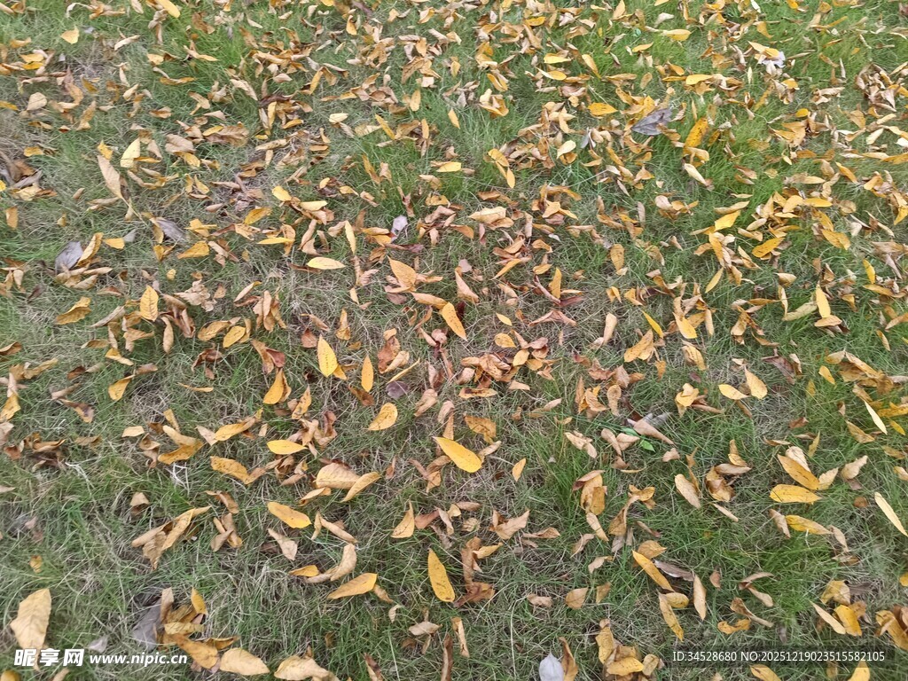 秋日落叶铺满草地