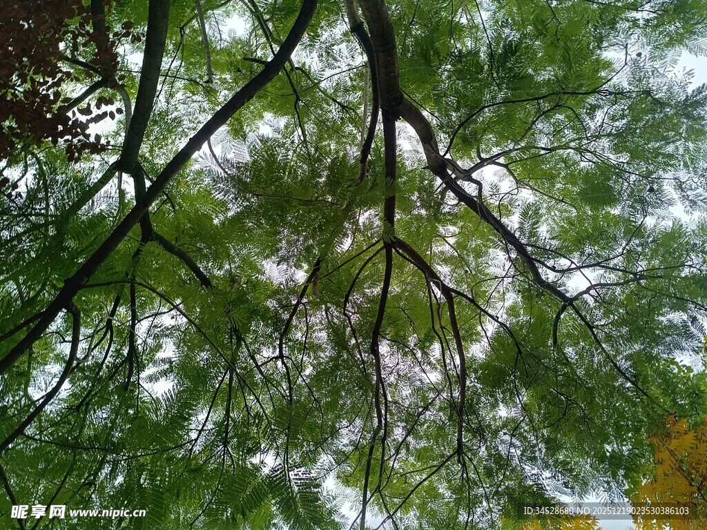 仰视繁茂树枝与绿叶