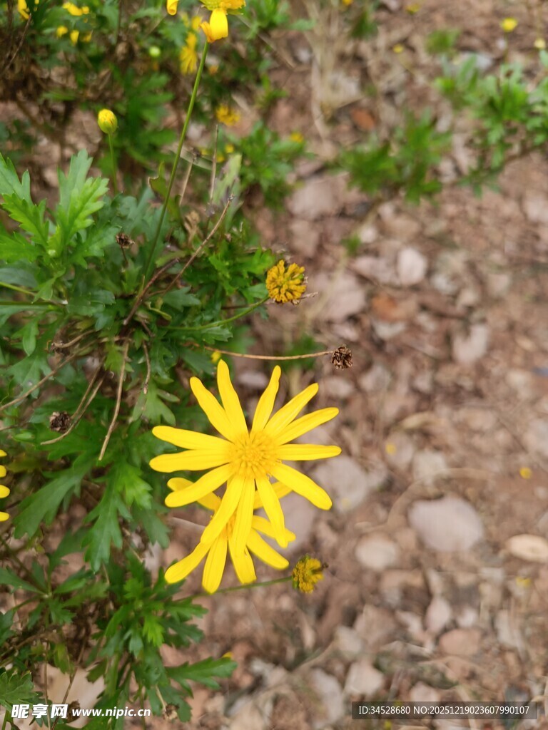 黄色小花绽放于碎石间