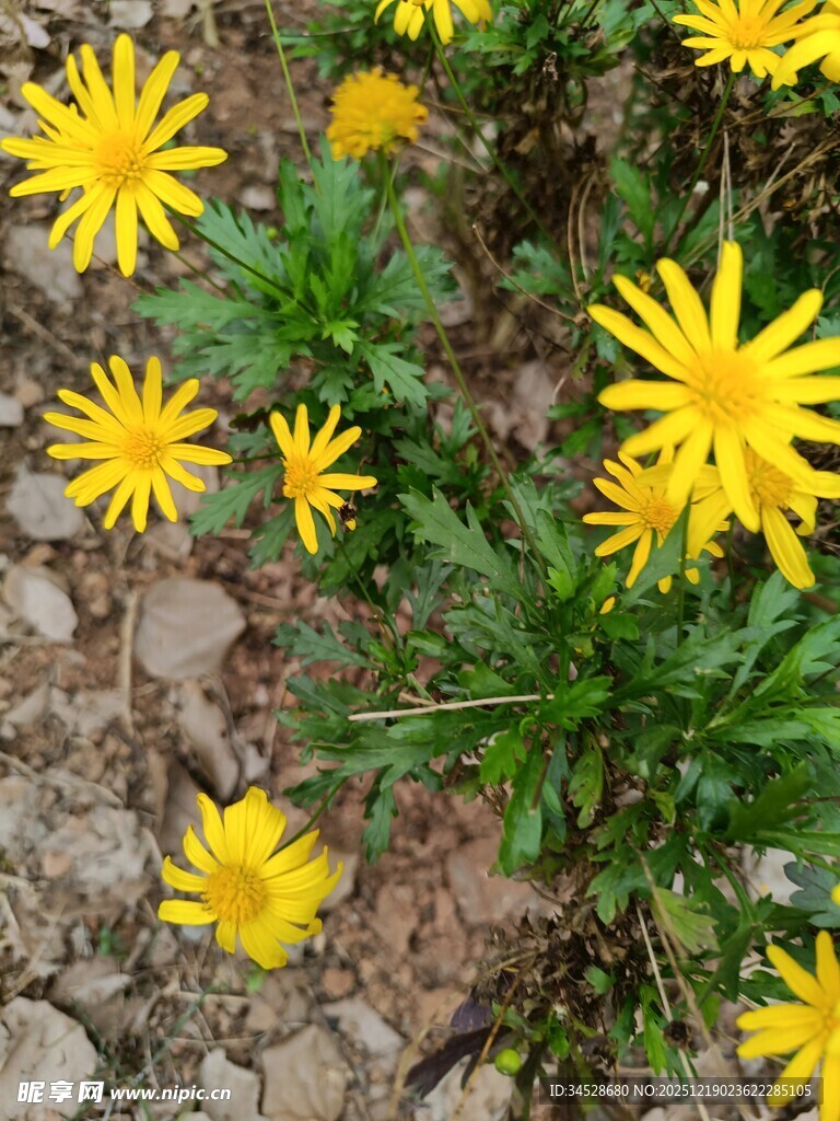 黄色小花绽放于碎石间