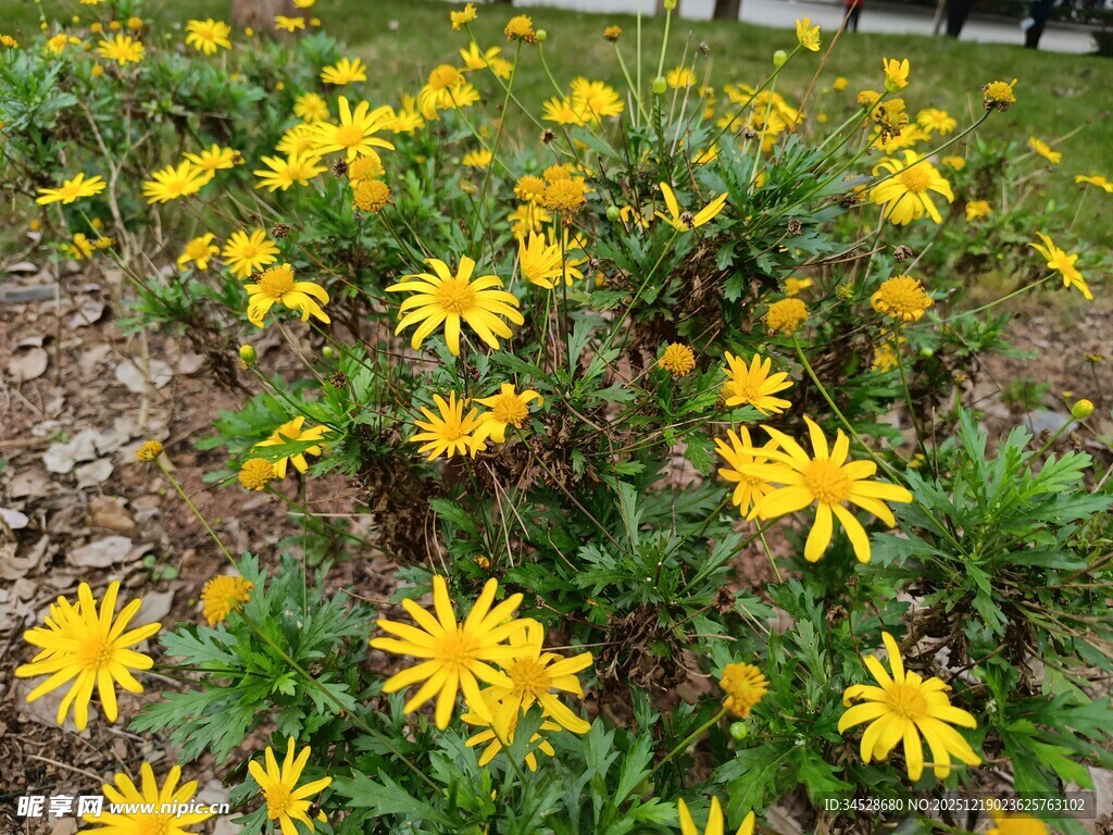 金黄灿烂的美丽小菊花