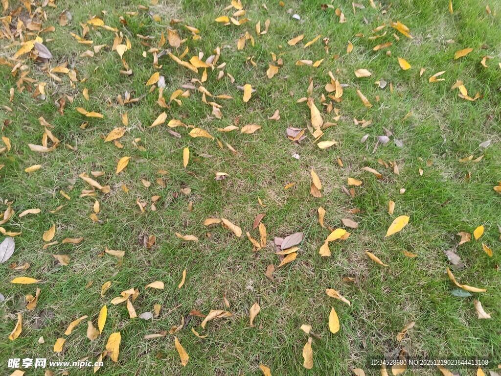 草地上的散落黄叶