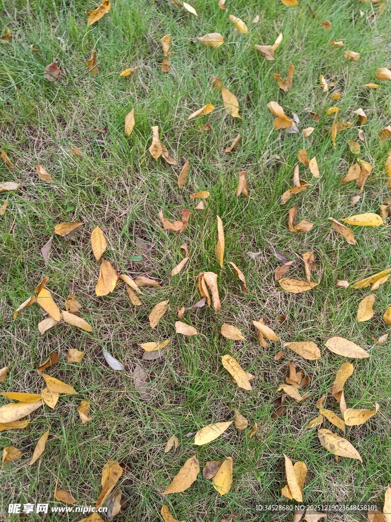 草地上的金黄落叶