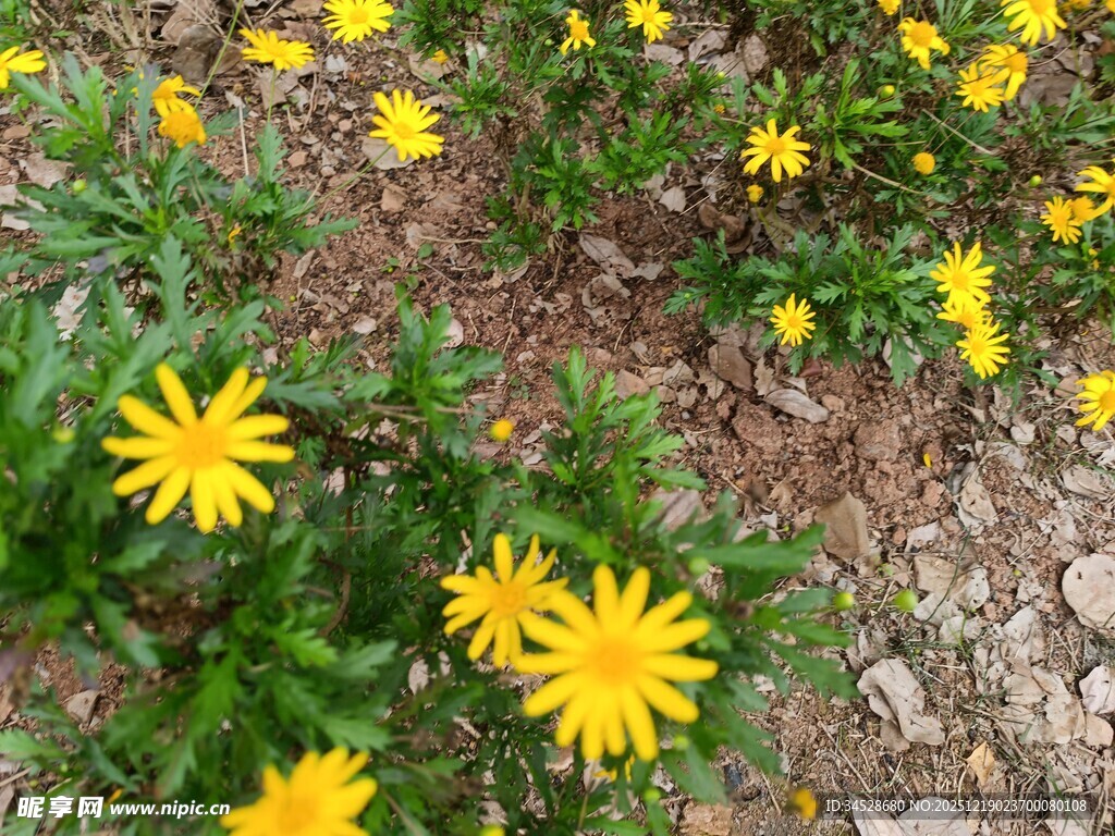 春日黄花绽放于草地