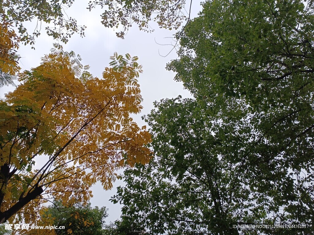 秋日树梢间的斑斓景致