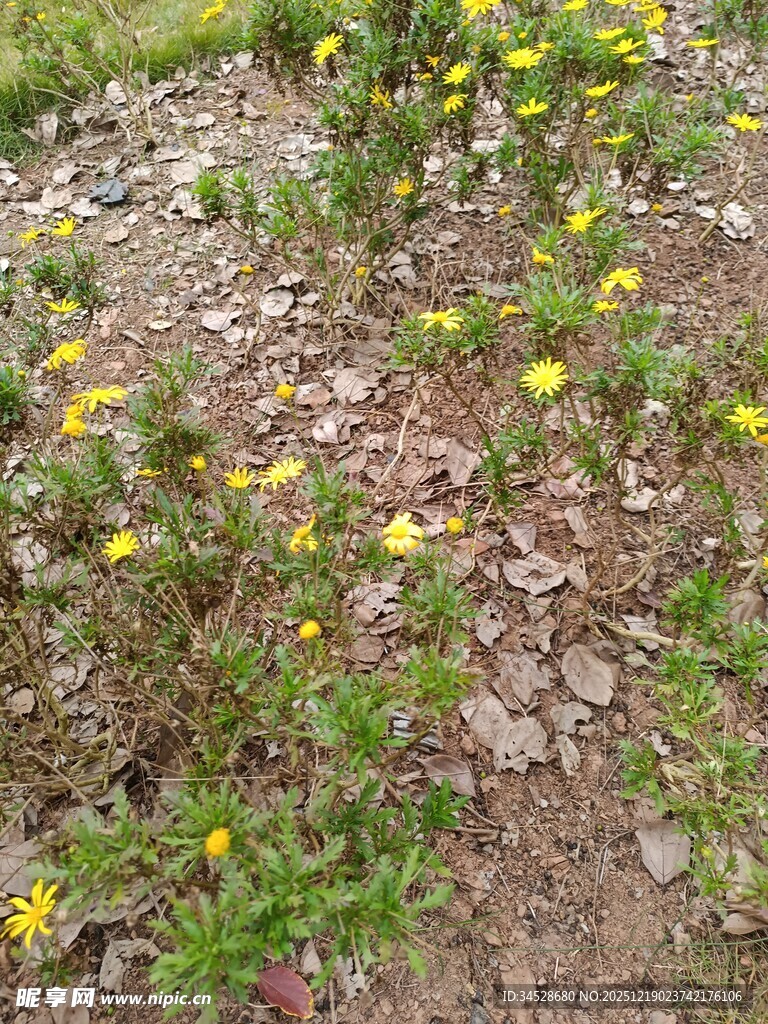 地面生长的黄色小花