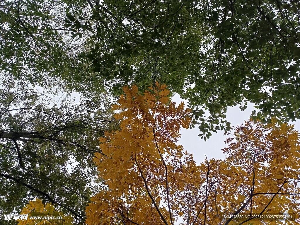 仰观秋日斑斓树冠