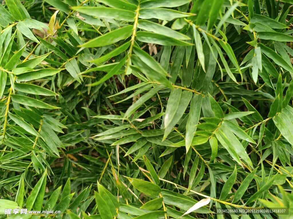 翠绿茂盛的丛生植物