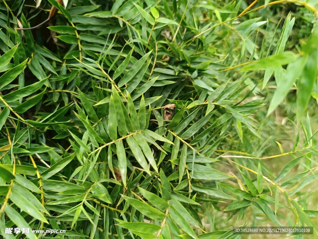 翠绿茂密的羽状叶片植物