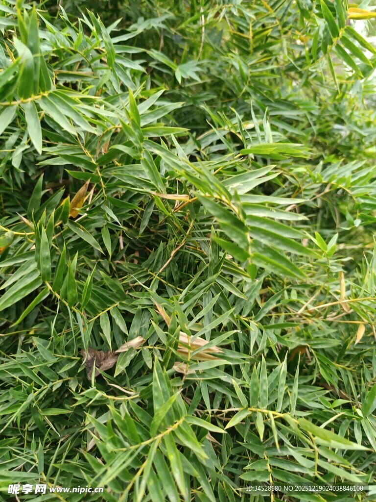 翠绿繁茂的羽状叶片植物