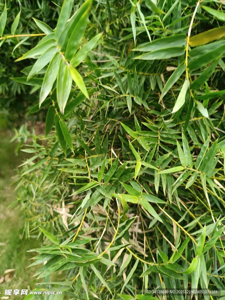 翠绿竹林间的清新景致