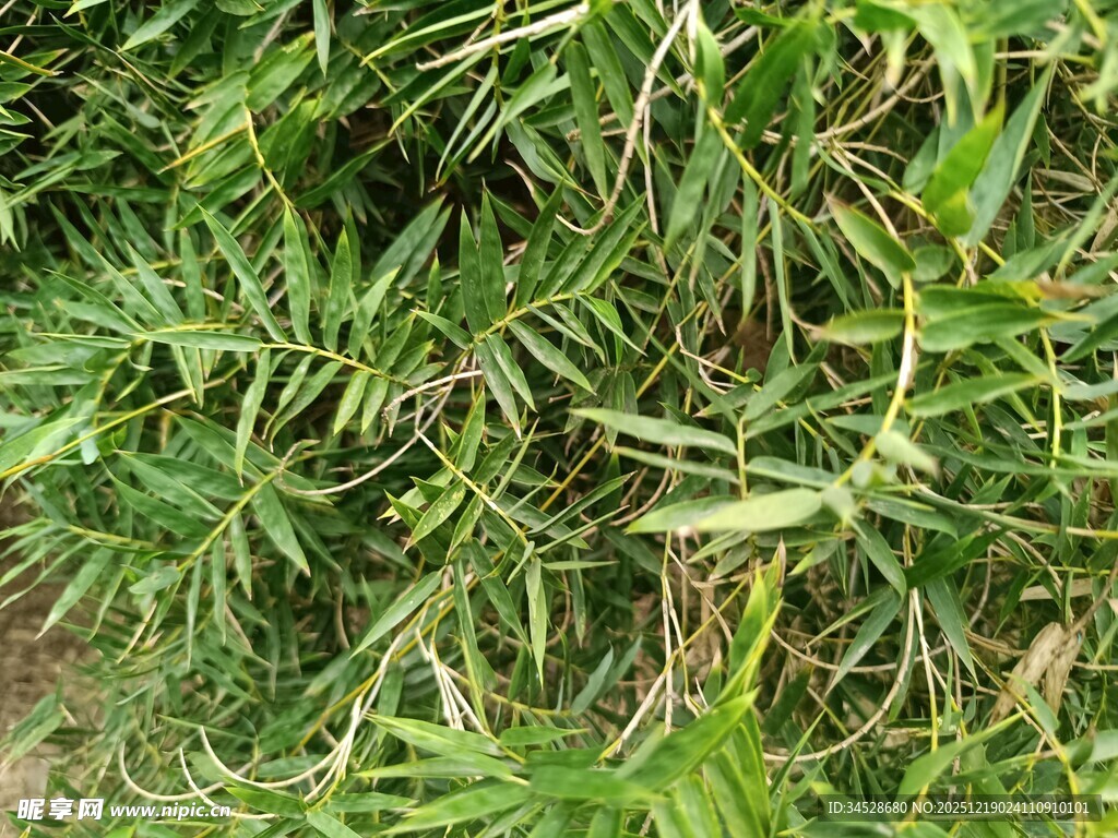 翠绿繁茂的野生植物