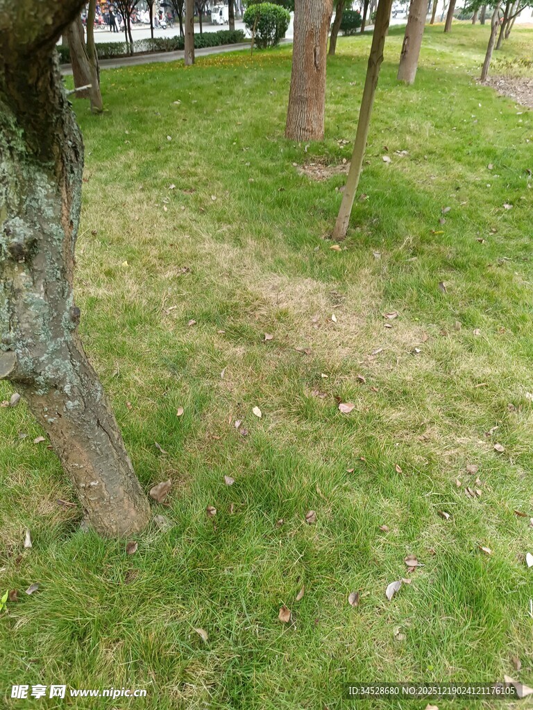 户外草地树木自然景象