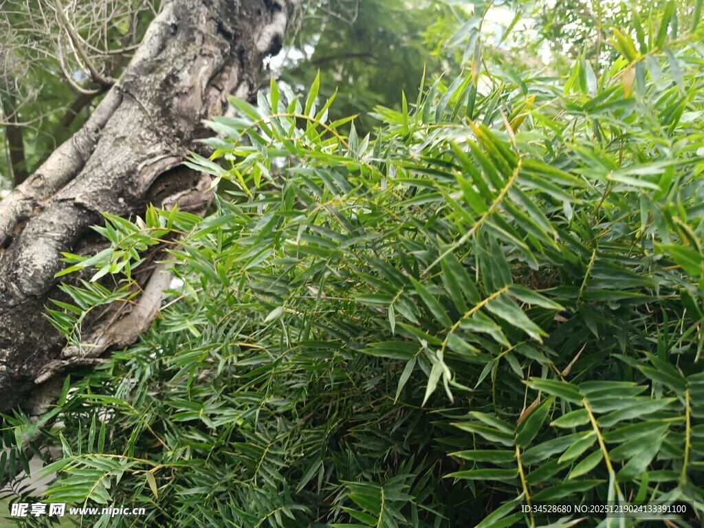 老树旁的翠绿竹林