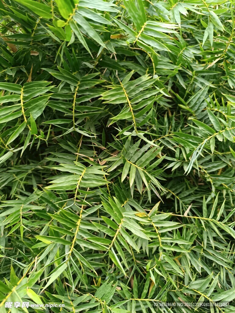 翠绿舒展的细长叶片