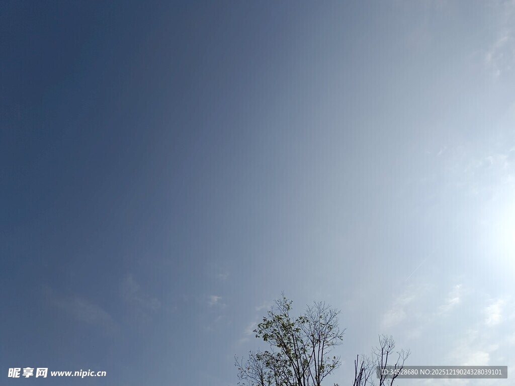 蓝天暖阳下的孤树