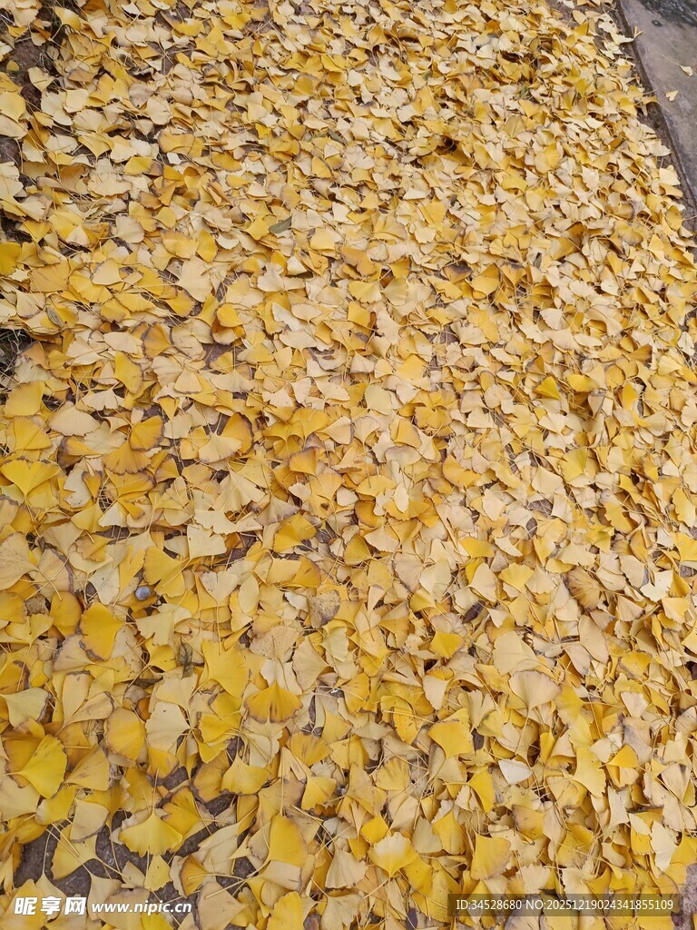 金黄银杏叶铺满地面