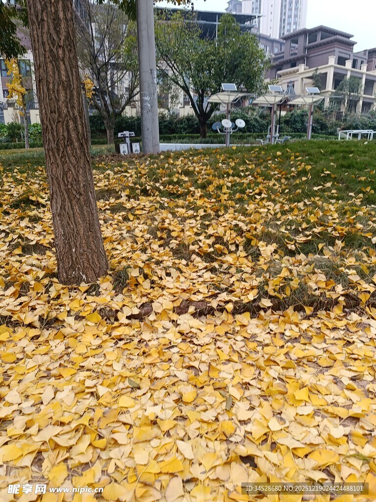 秋日树下金黄落叶美景