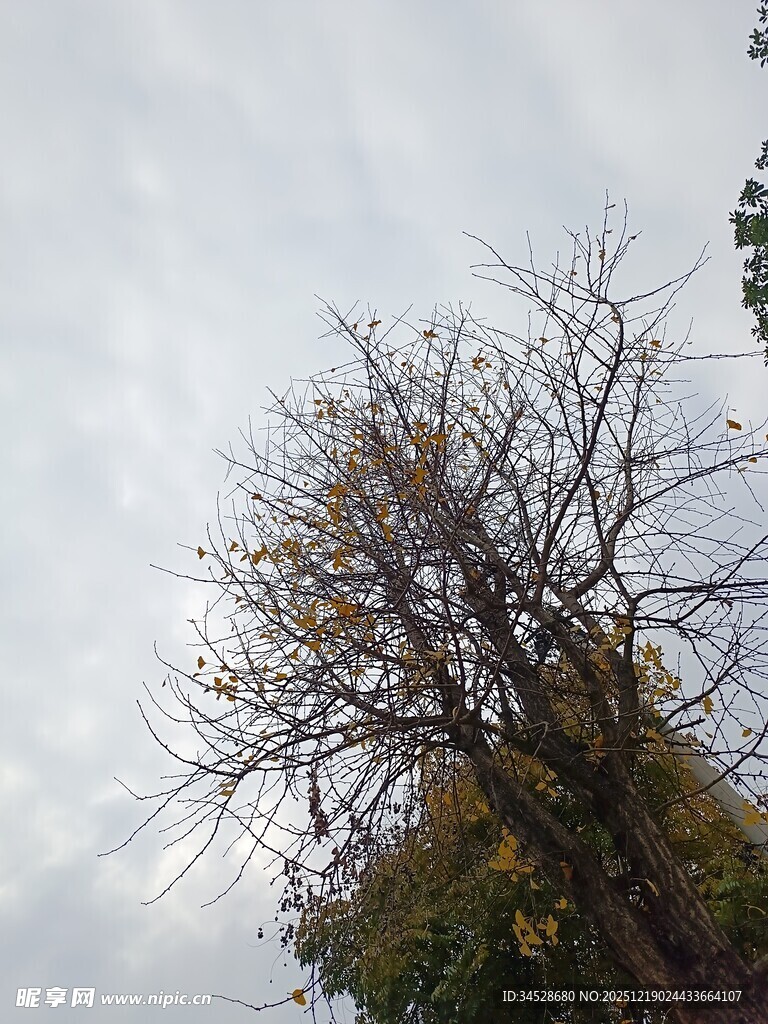 秋日枯树与天空景色