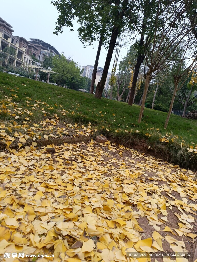 秋日落叶铺满小径