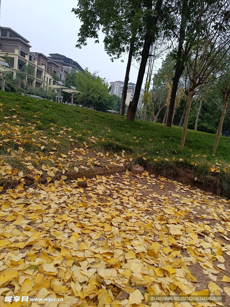 秋日落叶铺就的美丽景致