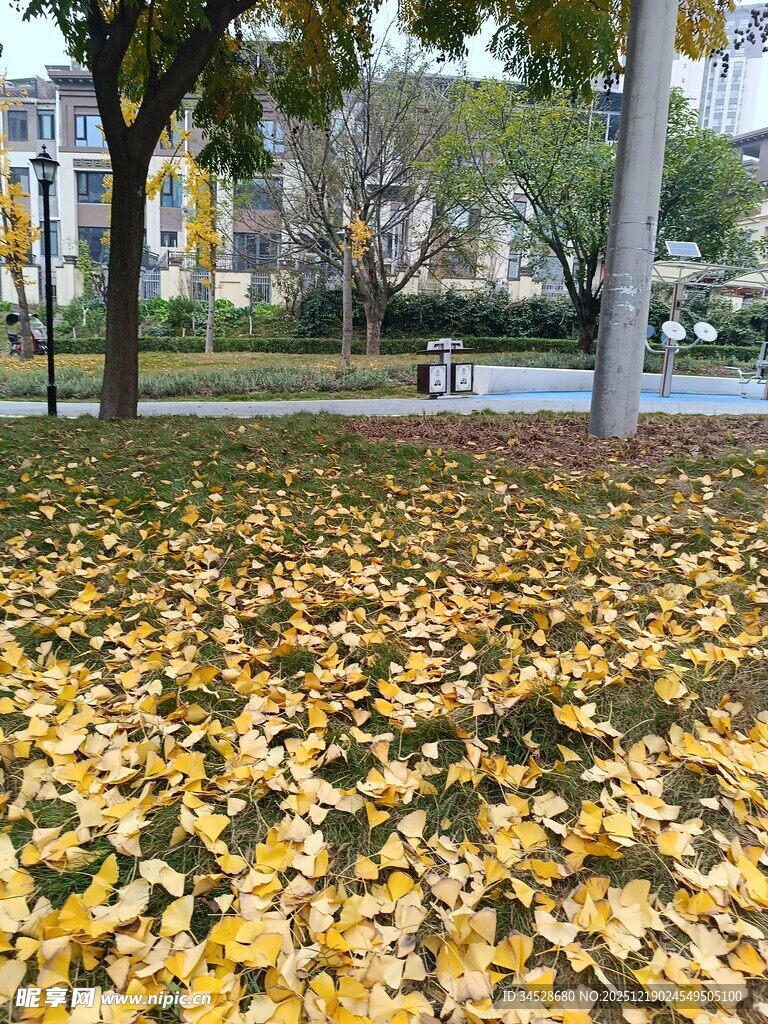 秋日街头落叶铺满地