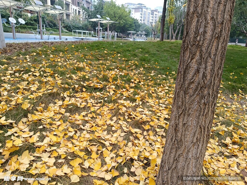 秋日落叶铺就的诗意小径