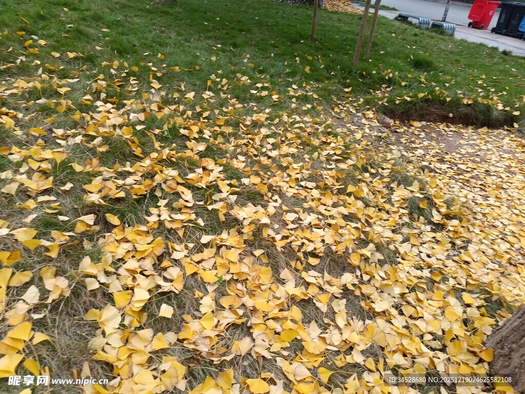 秋日落叶铺满地面景象