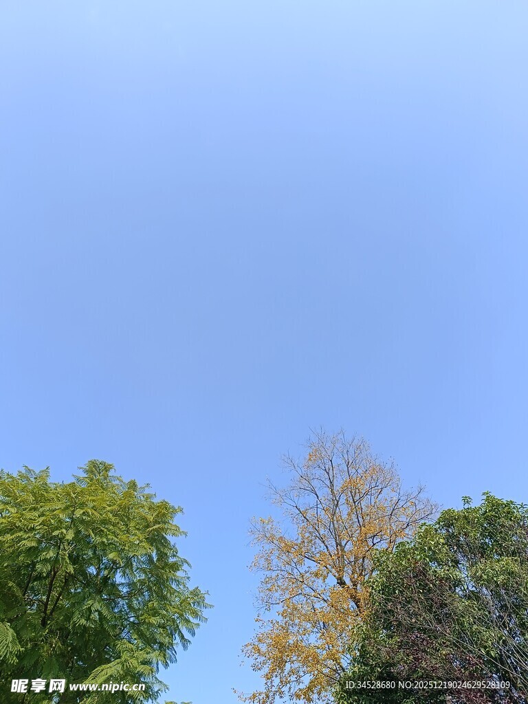 秋日树梢上的蓝天景色