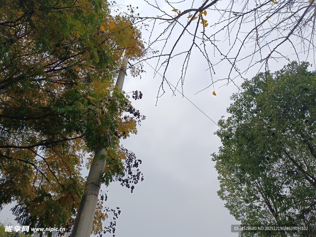 仰视林间树木与天空